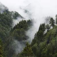 Forêt et brouillard