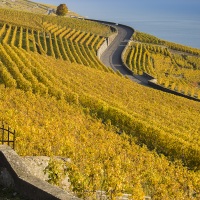 Vignoble - Lavaux