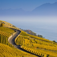 Vignoble - Lavaux