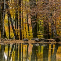 Couleurs d'automne