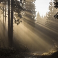 Paysage rforestier au pied du Jura