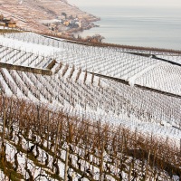 Vignoble - Lavaux