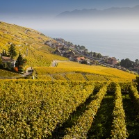 Vignoble - Lavaux