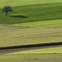 Arbre solitaire