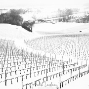 Vignoble vaudois sous la neige