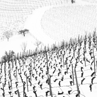 Vignoble vaudois sous la neige