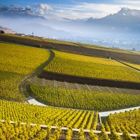 Vignoble vaudois en automne