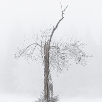 Arbre mort dans le brouillard