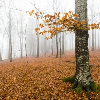 Brouillard automnal, région lausannoise