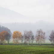Brouillard,  plaine de l'Orbe