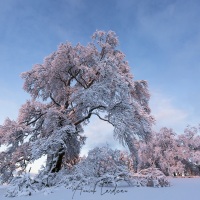 Paysage enneigé en fin de journée