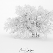 Neige, givre et brouillard au Creux-du-Van