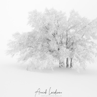 Neige, givre et brouillard au Creux-du-Van