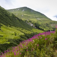 Epilobes, Alpes valaisannes