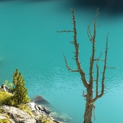 Arbre mort sur un lac alpin