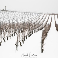 Vignoble vaudois sous la neige