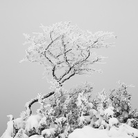 Neige, brouillard et givre