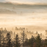 Brouillard automnal