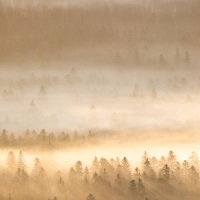 Brouillard automnal
