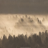Brouillard automnal