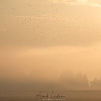 Brume matinale sur la vallée de la Brévine