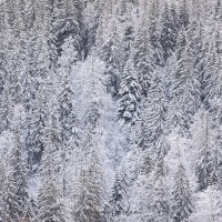 Forêt enneigée