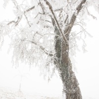Végétation givrée