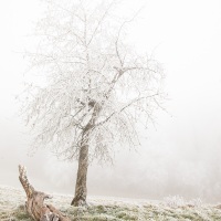 Végétation givrée