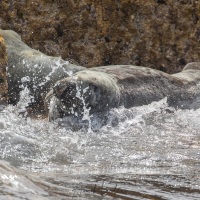 Phoque veau de mer