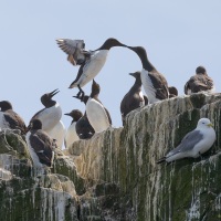 Guillemot de Troïl