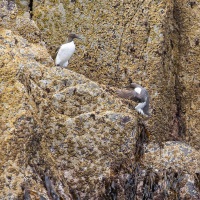 Guillemot de Troïl