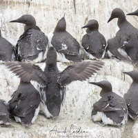 Guillemot de Troïl et poussins