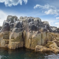 Oiseaux nicheurs dans les falaises