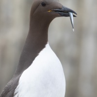 Guillemot de Troïl