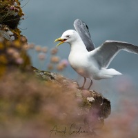 Mouette tridactyle