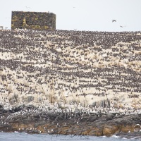 Oiseaux nicheurs dans les falaises