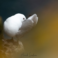 Mouette tridactyle