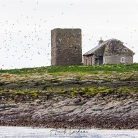 Sternes arctiques  sur une des iles Farns