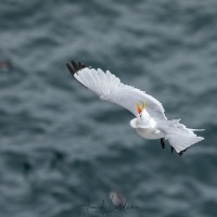 Mouette tridactyle