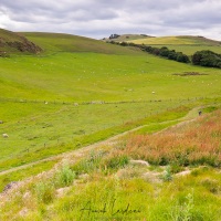 Au pays des moutons