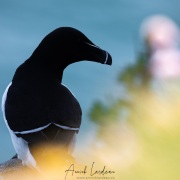 Pingouin torda