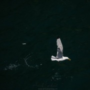 Mouette tridactyle