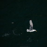 Mouette tridactyle