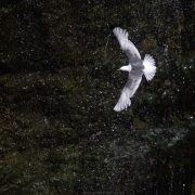 Mouette tridactyle