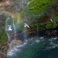 Mouette tridactyle