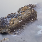 Mouettes tridactyles sur un rocher affleurant