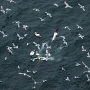 Fous de Bassan et mouettes tridactyles à la pêche