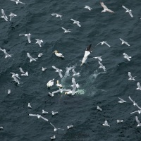 Fous de Bassan et mouettes tridactyles à la pêche