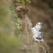 Fulmar boréal