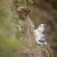 Fulmar boréal